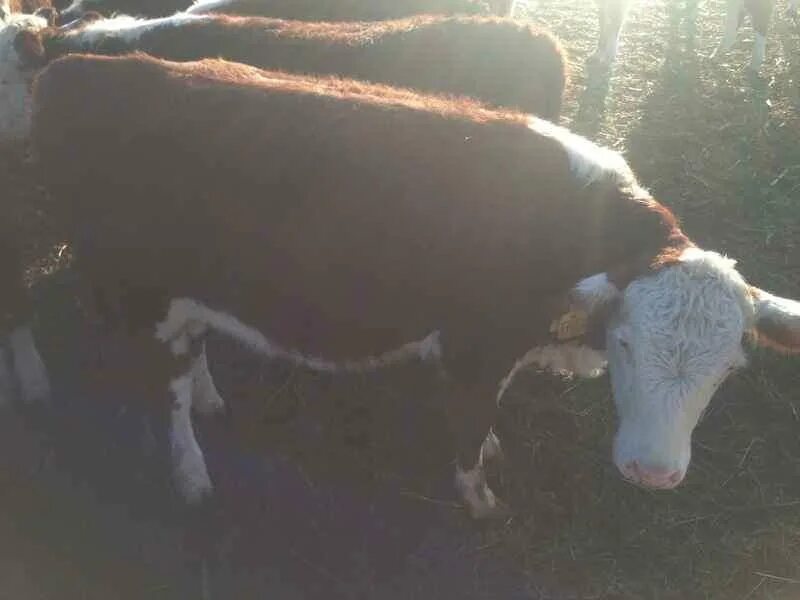 казахская белоголовая порода крс. коровы герефорд казахская белоголовая. казахская белоголовая порода телята. казахская белоголовая порода коров.