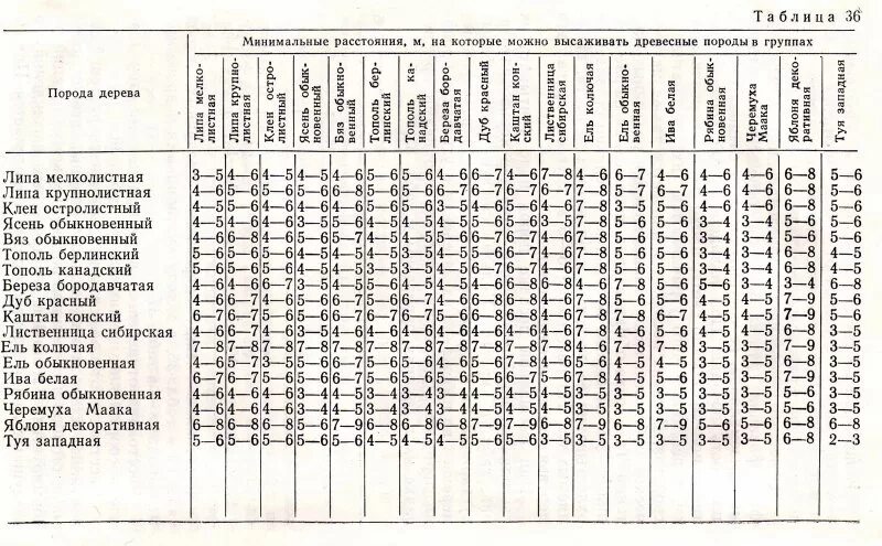 Расстояние между деревьями при посадке таблица. Расстояние между саженцами деревьев при посадке таблица. Расстояние между деревьями при посадке клена. Расстояние между деревьями и кустарниками при посадке таблица. Расстояние хвойная