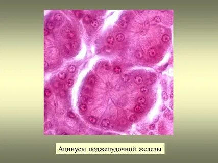 Ацинусы желез