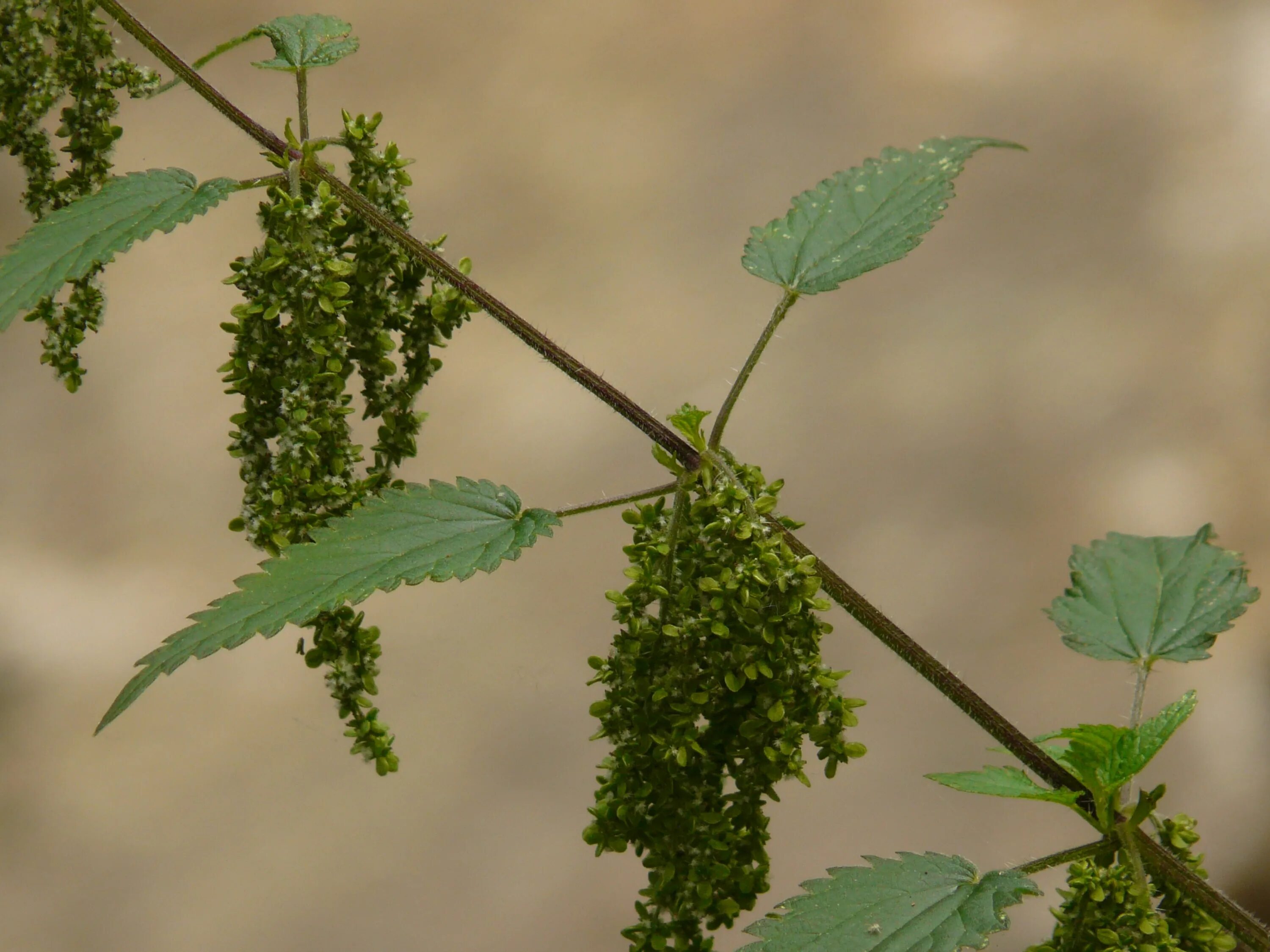 Плод крапивы. Крапива двудомная (Urtica dioica). Соцветие крапивы двудомной. Семена двудомной крапивы. Крапива двудомная плод орешек.