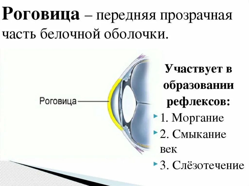 Глаз биология 8 класс кратко. Биология 8 класс зрительный анализатор строение и функции глаза. Строение роговицы биология. Строение роговицы глаза. Строение роговицы глаза человека.