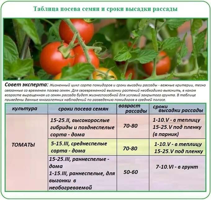 В каком месяце высаживают помидоры