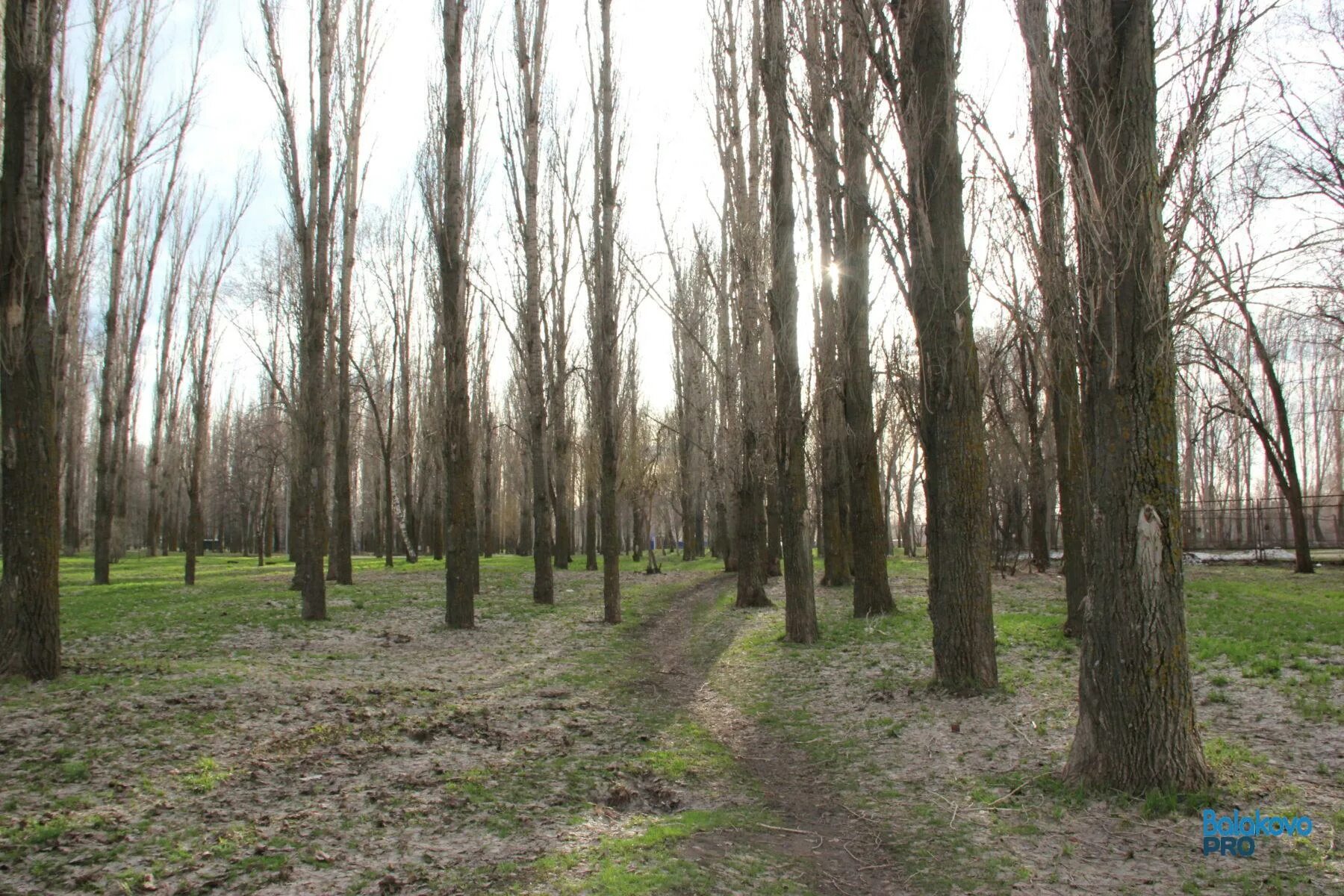 Городские деревья. Городской парк с деревьями. Обитатели городского парка.