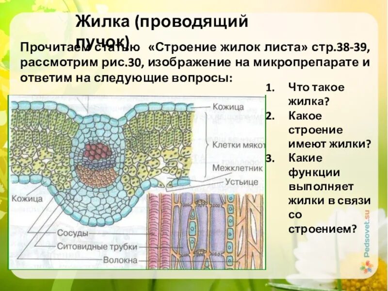 Механическая ткань часть впр. Проводящие ткани растений жилка листа. Клеточное строение листовой пластинки 6 класс биология. Строение проводящих Пучков жилок. Жилки листа сосудисто волокнистые пучки.