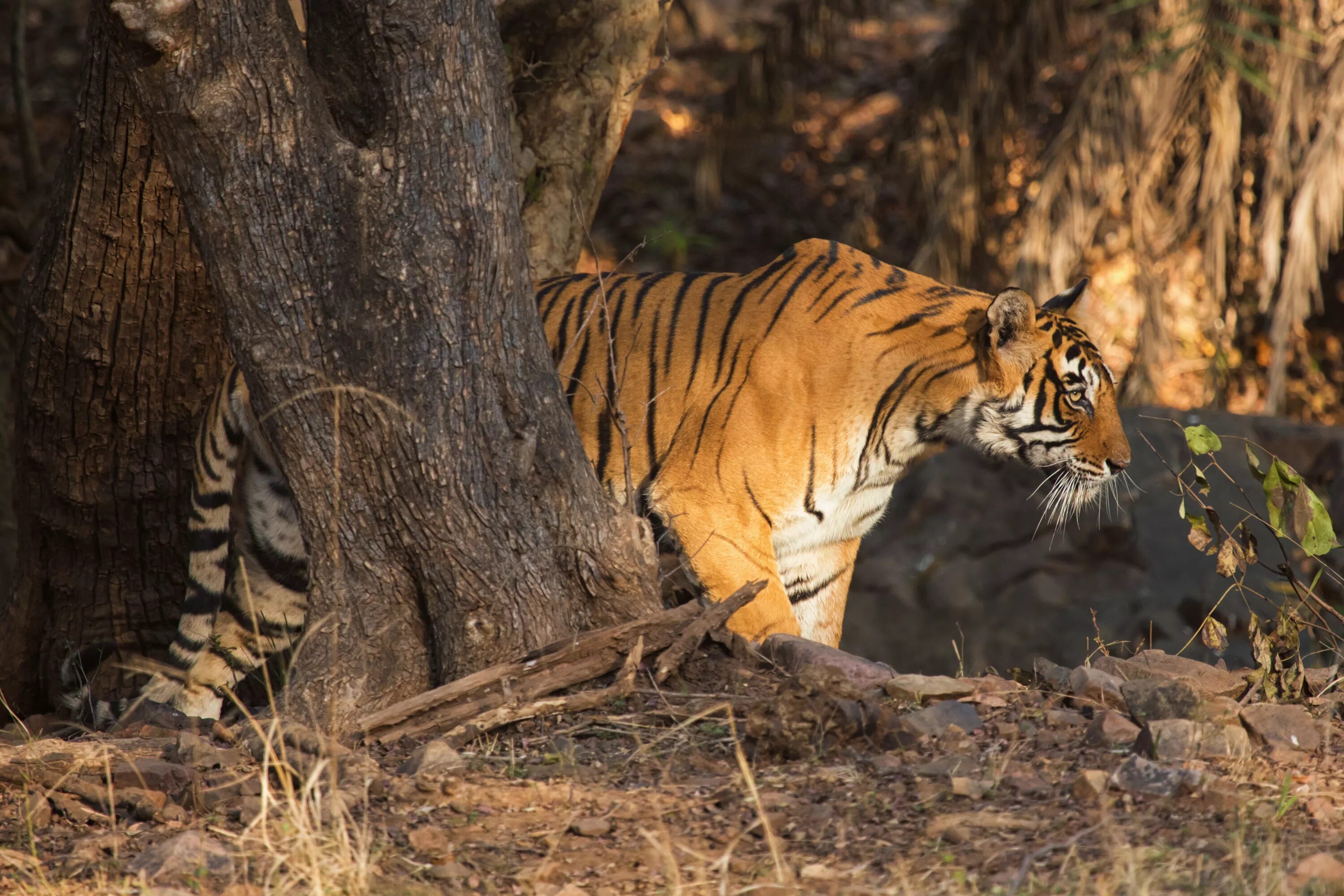 Бенгальский тигр корея. Тигр альбинос. Тигр с языком. Бенгальская тигрица. Амурский (уссурийский) тигр.