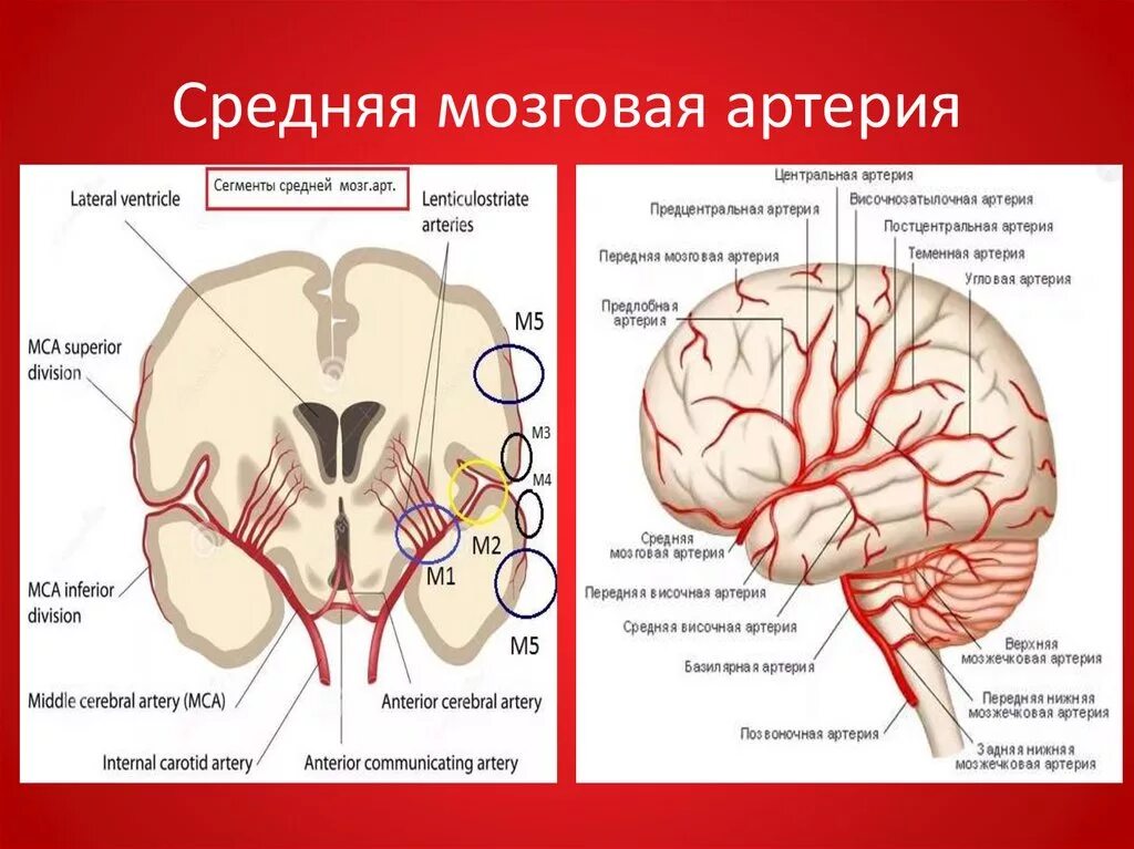 Мозговые артерии головного мозга. Бассейн средней мозговой артерии кровоснабжает. Левая средняя мозговая артерия кровоснабжает. Средняя мозговая артерия ветви кровоснабжение. Кровоснабжение передней средней задних мозговых артерий.