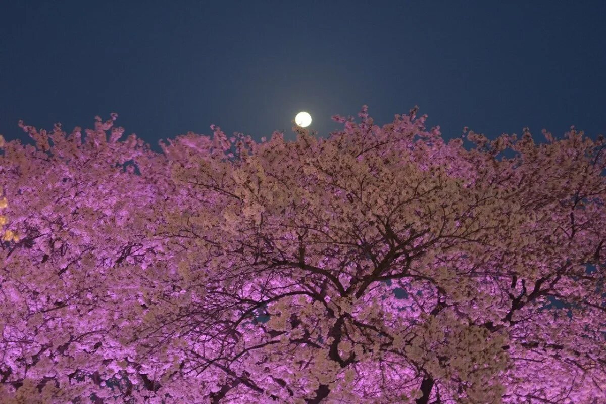 Розовые деревья в горах. Сакура пурпурная (мелкозубчатая. @Cherryblossom Корея. Розовое дерево. Фиолетовая Сакура.