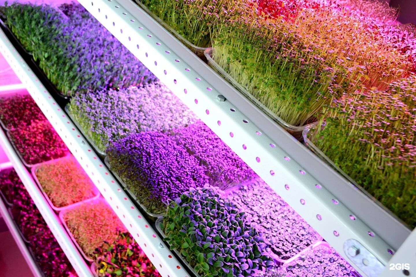 Ферма микрозелень (microgreens).. Амарант микрозелень. Плантация микрозелени. Сити ферма микрозелени.