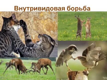 Укажите пример внутривидовой борьбы