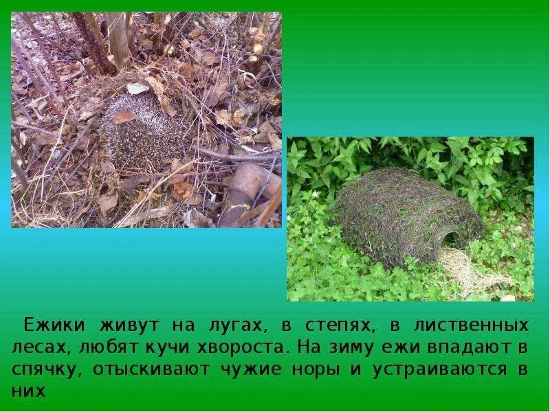 Крот и еж впадают в спячку. Крот впадает в спячку. ежик для презентации. впадает ли крот в спячку. еж впадает в спячку.
