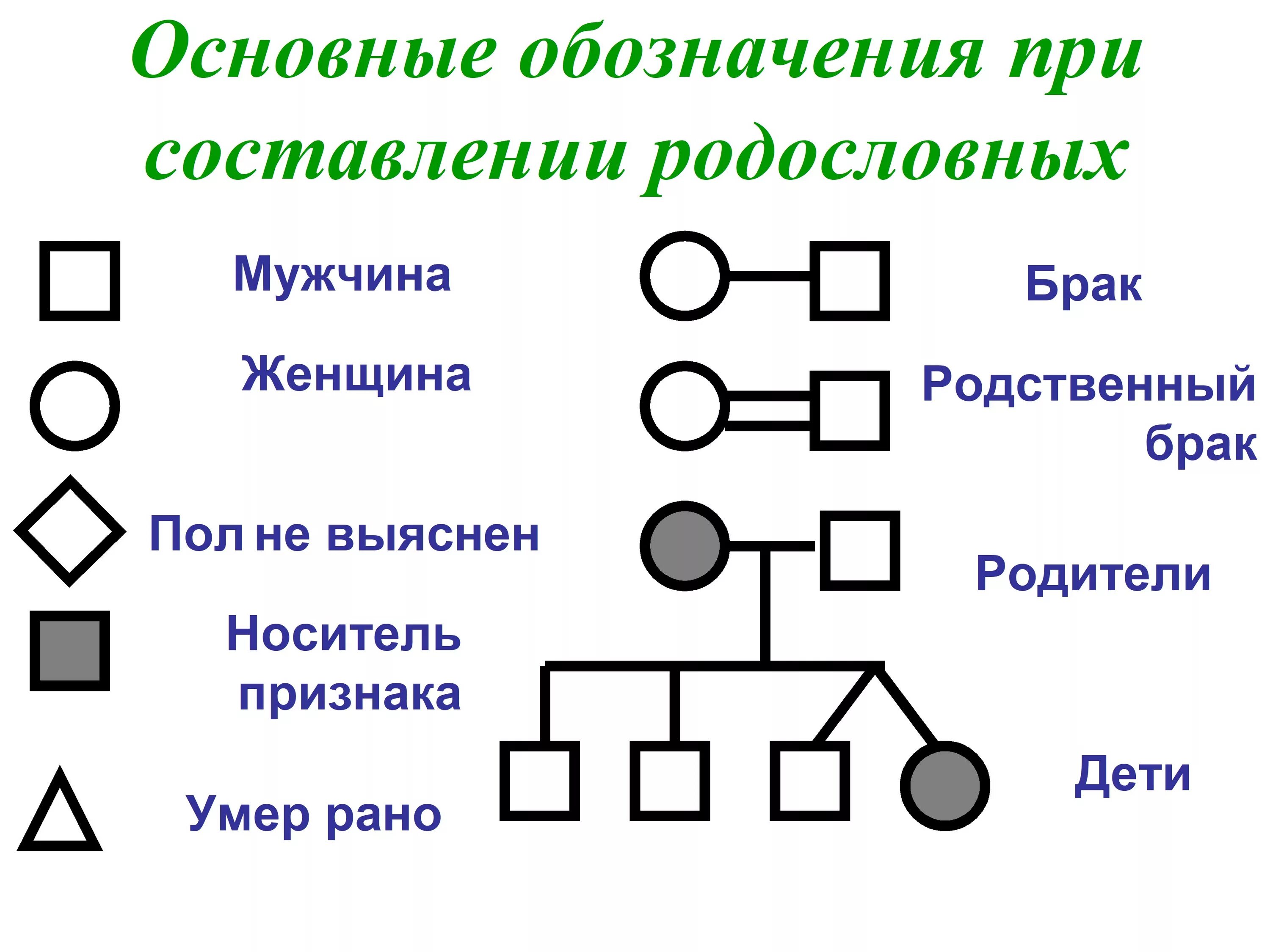 Условные обозначения в генеалогическом древе