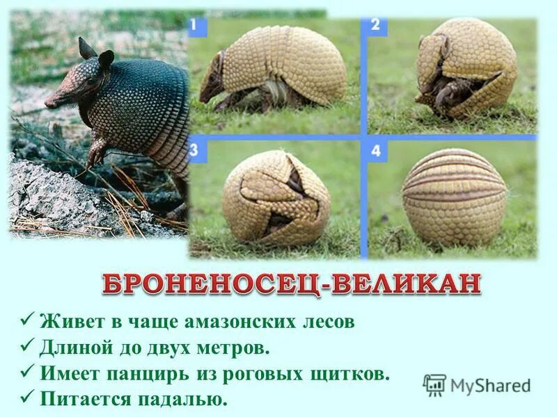 Эндемики. Эндемики сокотры. Какое растение является эндемичным для южной америки. Эндемичные растения южной америки. Эндемики южной америки.