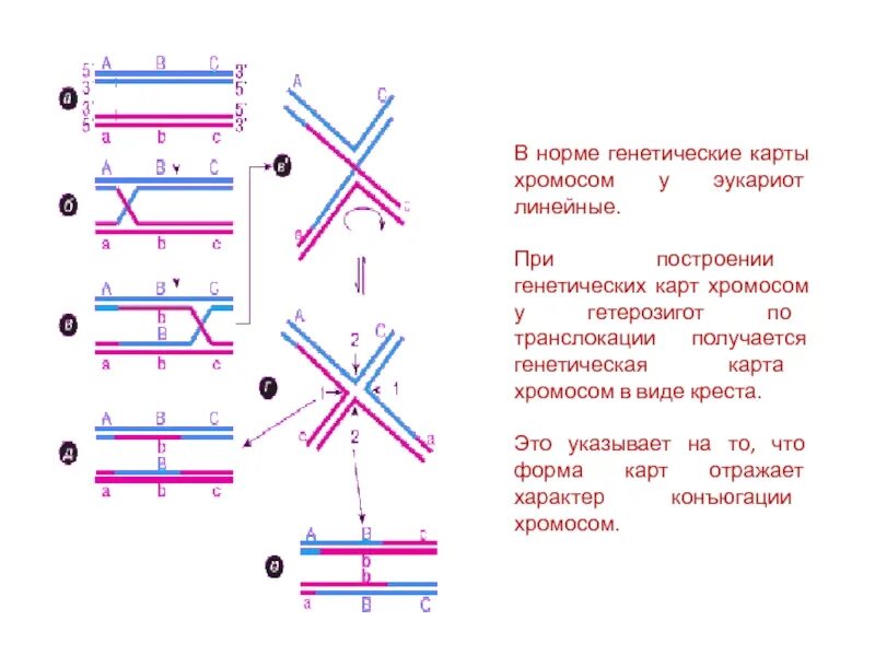 Принципы построения генетических карт хромосом. Принципы картирования хромосом. Принципы построения генетических карт хромосом. Принципы генетического картирования. Принципы генетического картирования хромосом.