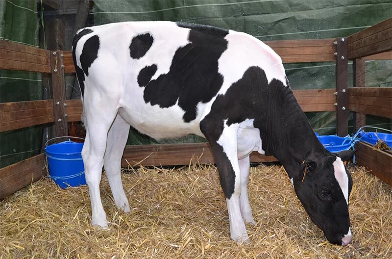 полугодовалый теленок. бычки 6 месячные. 5 месяца. теленок 6 месяцев. теленок.