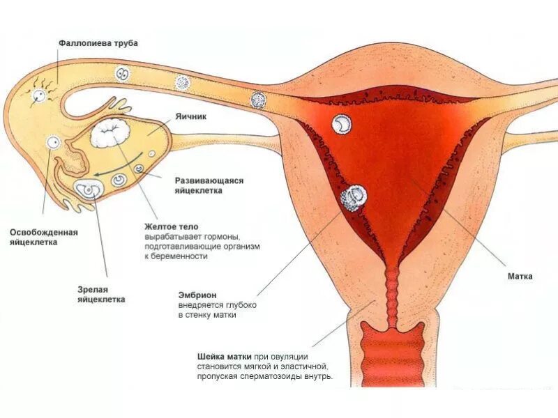 Организм после овуляции. Яйцеклетка женщины. Яйцеклетка выходит из яичника. Яйцеклетка в матке. Оплодотворение девушки.