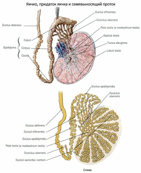 Придаток яичка анатомия строение. Семявыносящий проток схема. Придаток яичка и семявыносящий проток. Строение придатка яичка. Яички образуют