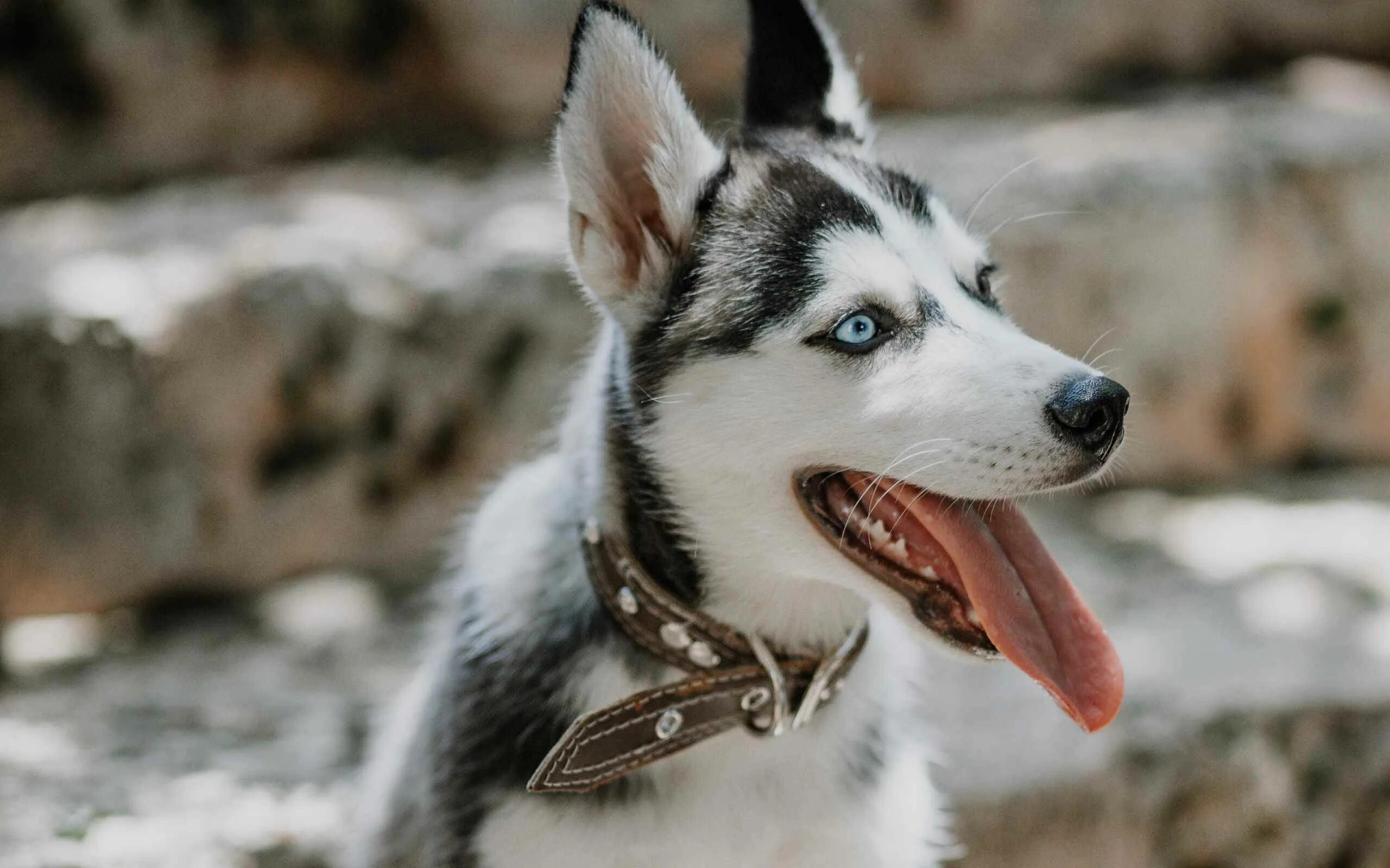 Хаски язык. Хаски улыбается. Хаски с высунутым языком. Собачка с высунутым языком. Хаски улыбается.
