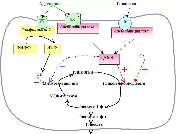 Фермент адреналина. Схема механизма действия инсулина и глюкагона. Механизм действия глюкагона схема. Механизм действия инсулина схема. Механизм действия инсулина и глюкагона биохимия.