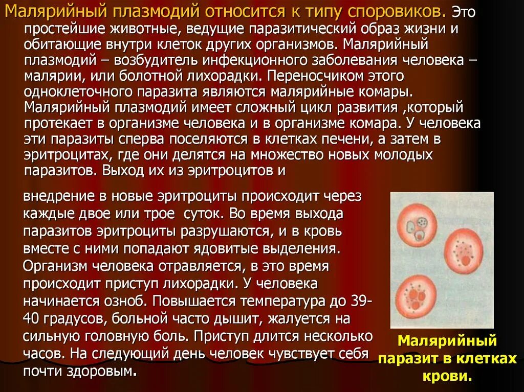 Малярийный плазмододий. Особенности малярийного плазмодия. Паразитические простейшие малярийный плазмодий. Малярийный плазмодий является:.