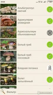 Приложение распознающее грибы