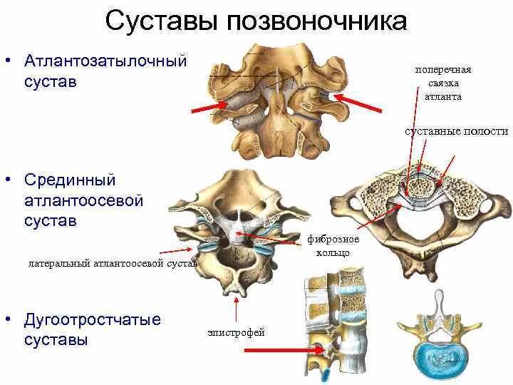 Боковой атлантоосевой сустав связки. Связки атланто осевого сустава анатомия. Атланто затылочный сустав. Суставы позвоночника атланто-затылочный сустав.