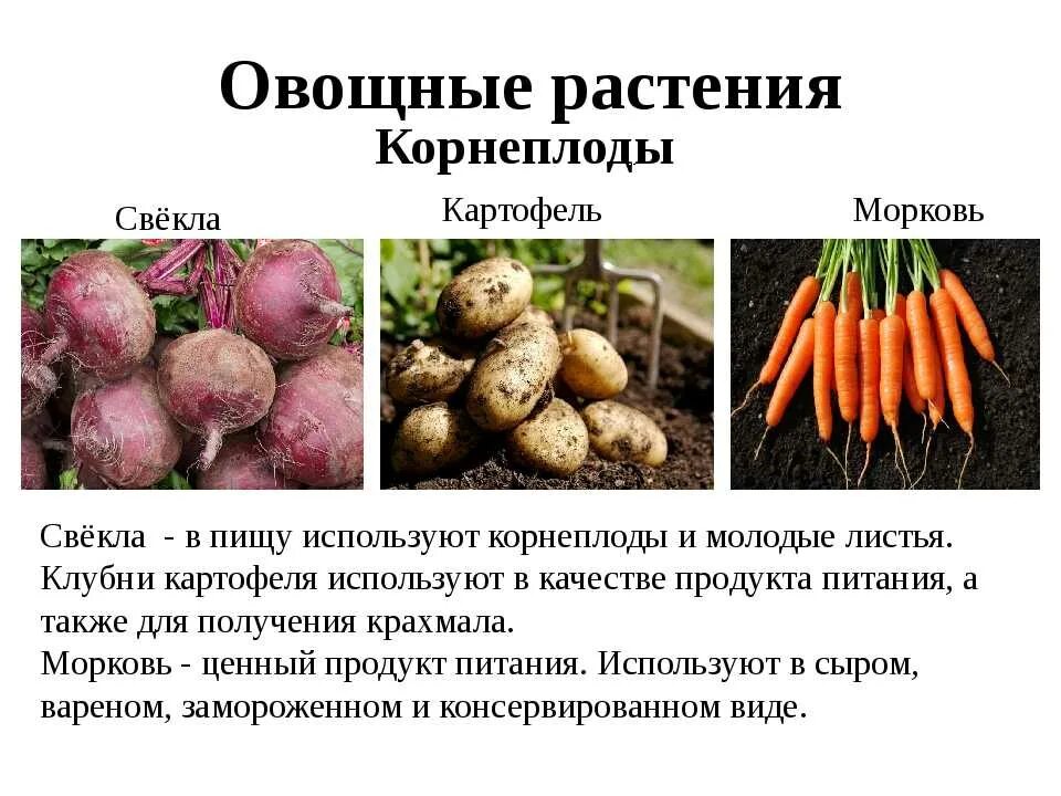 Корнеплоды. Растения корнеплоды. Корнеплодные культурные растения. Овощи овощные растения. Список овощных растений