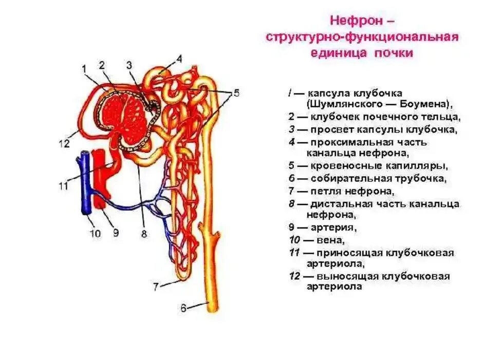 Капсула нефрона называется. Схема строения нефрона почки с подписями. Схема строения нефрона анатомия. Канальцы нефрона почки. Схема строения нефрона почки.