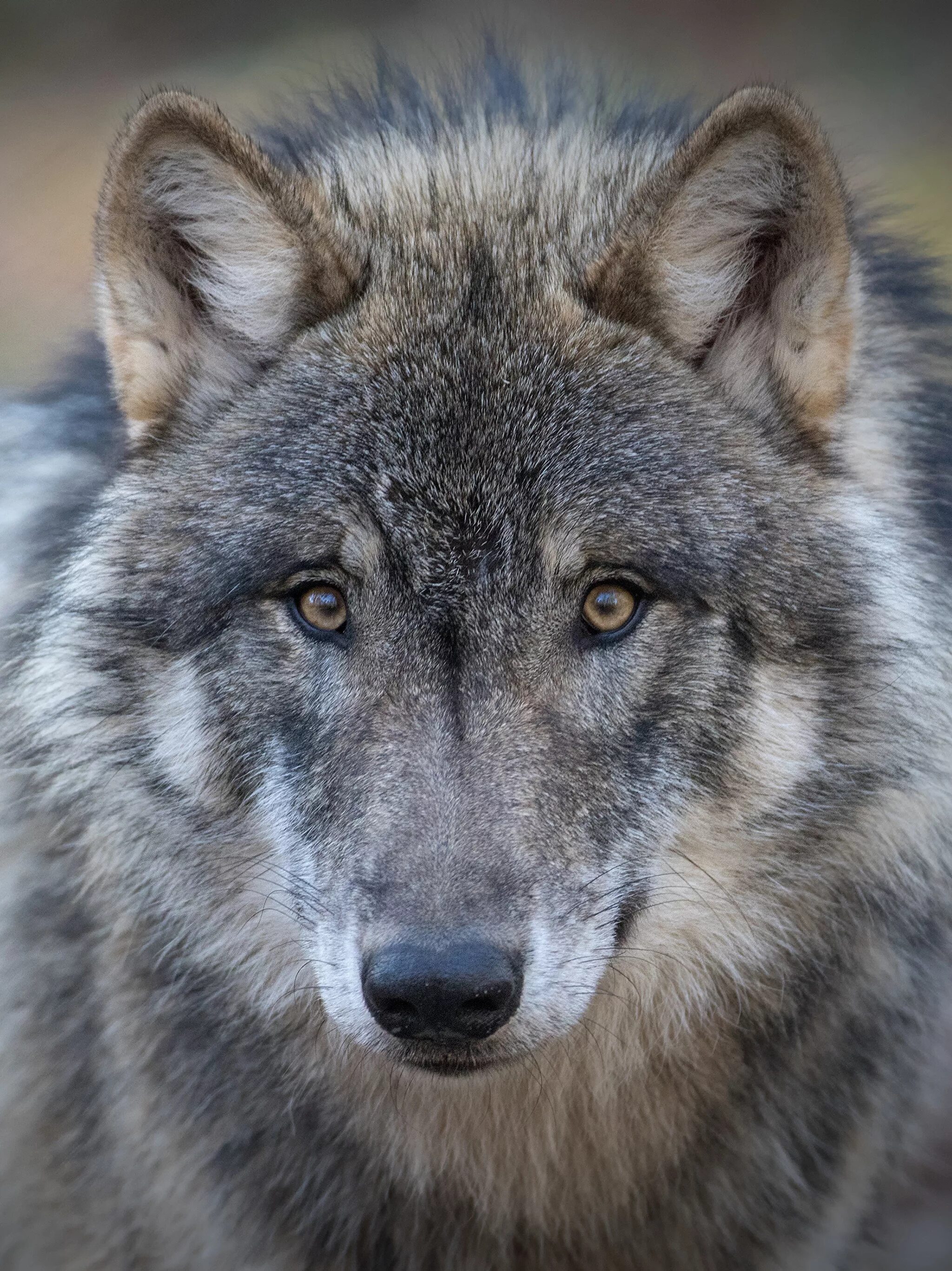 волк. волк лицо фото. волк лицо фото. волк лицо фото.
