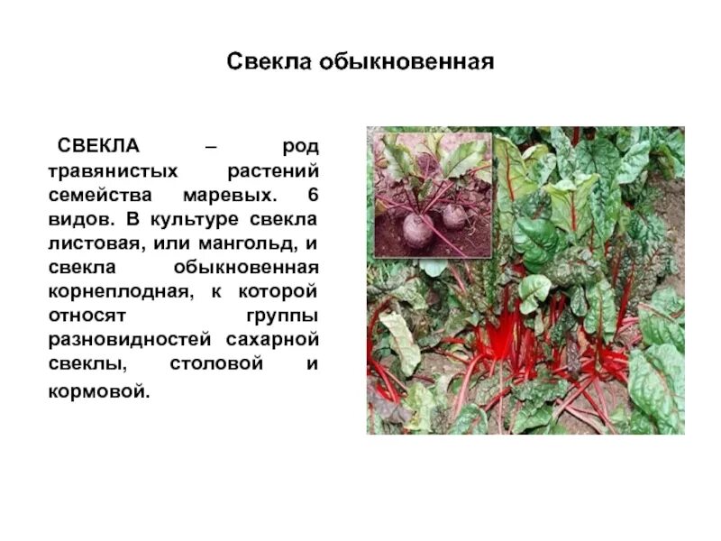 Свекла к какой группе относится