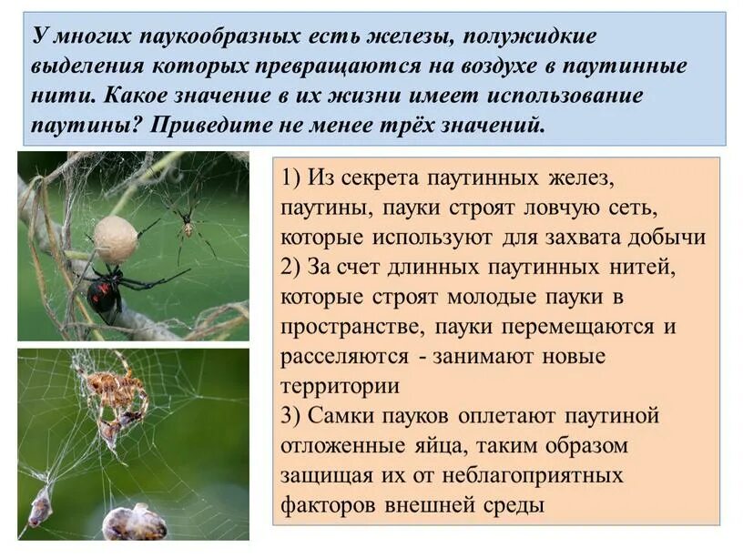 Паукообразные паутинные железы. Роль паутины в жизни пауков. Значение паутины в жизни паука. У многих паукообразных есть железы. Функции паутины у паукообразных.