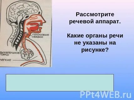Состояние речевого аппарата