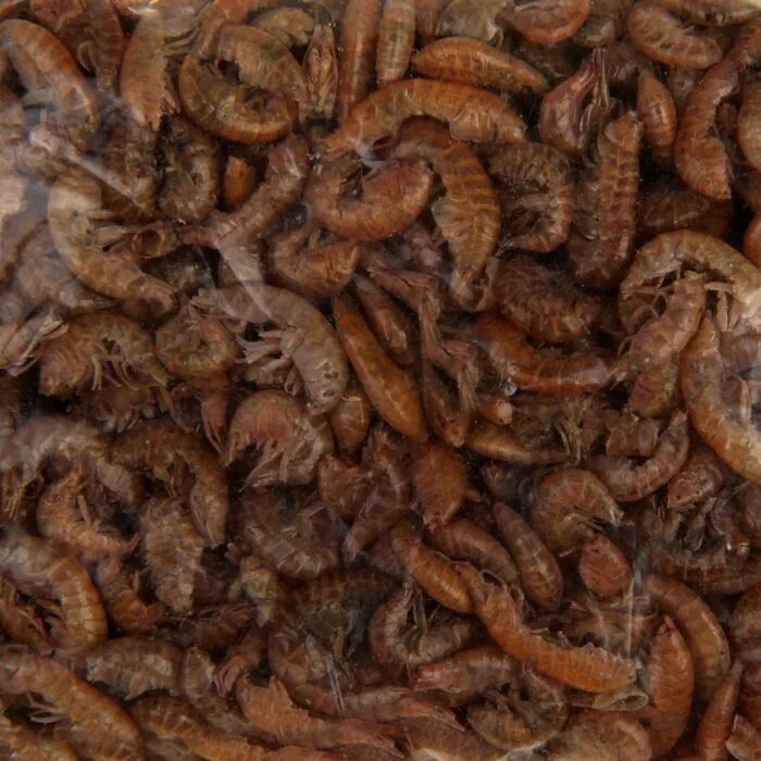 Корм для рыб аквариумных гаммарус. Гаммарус сухой. Корм для рыб гаммарус сухой. Гаммарус корм. Гаммарус тушка 100г.