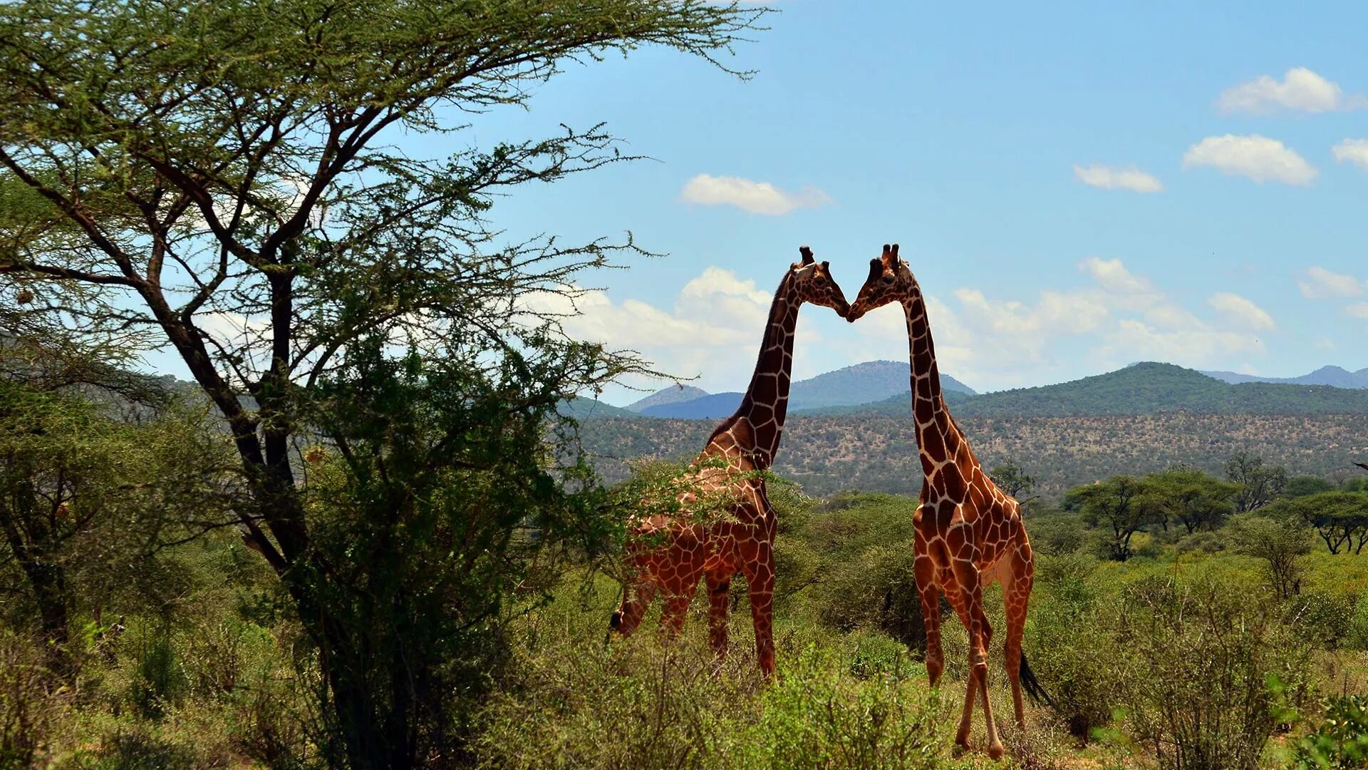 Жираф в Африке. Жирафы в Африке. Жирафы семья. Эфиопия Жирафы.