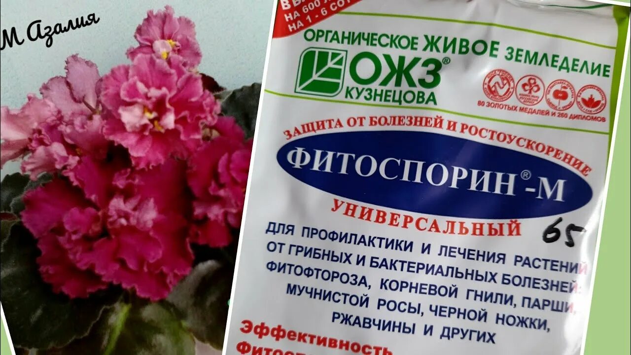 Фитоспорин 10 гр порошок. Фитоспорин 10 гр порошок. Фитоспорин-м томат 10 г. Порошок х100. Фитоспорин м универсальный 10 г.