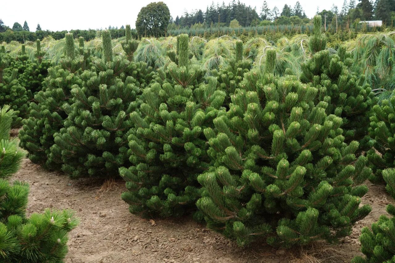 Приросты сосны. Сосна Горная Орегон Грин. Pinus nigra Oregon Green. Сосна черная Oregon Green. Сосна черная Oregon Green Орегон.