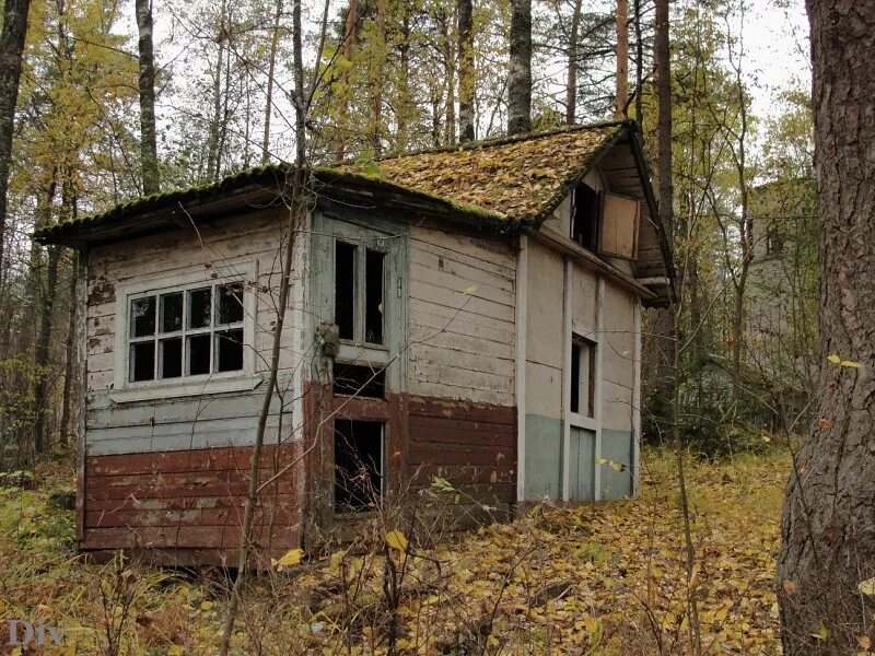 611 васкелово лесное. Пионерский лагерь Березка Васкелово. Заброшенный детский лагерь Васкелово. Заброшенный лагерь Березка Московская область. Дол Чайка Васкелово.