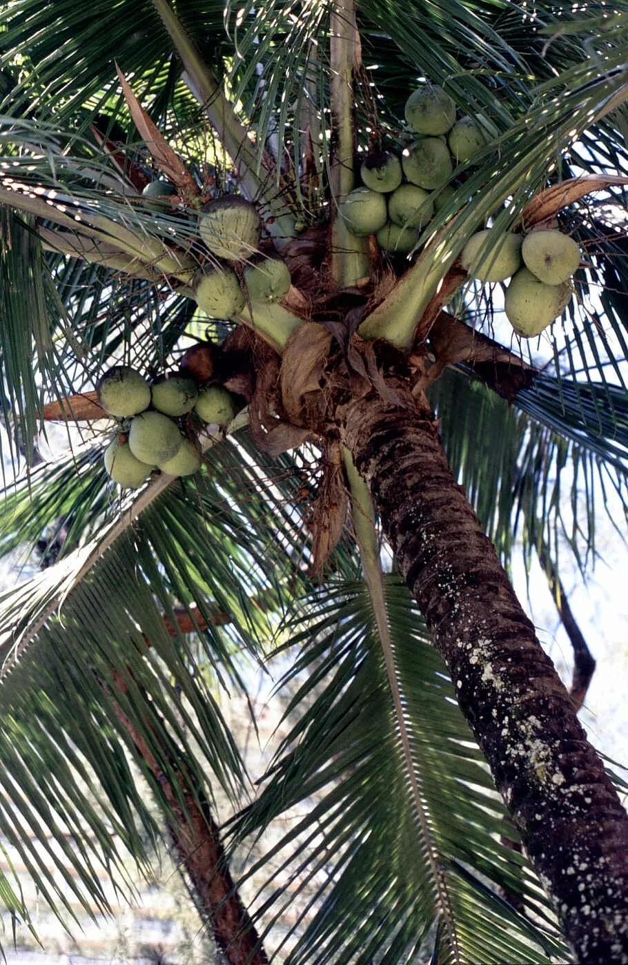 Пальма какой фрукт. Кокосовая пальма (cocos nucifera). кокосовая пальма финиковая паль. пальма банановая кокосовая финиковая. кокосовые пальмы бразилии.