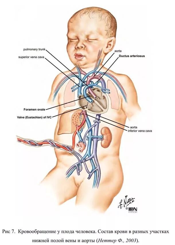 Кровообращение плода Неттер.
