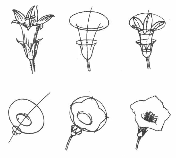 Схемы рисования цветов. Поэтапное рисование цветка. Цветы для рисования. Поэтапное рисование цветы карандашом.