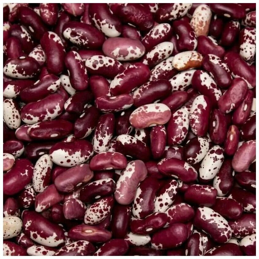 Фасол вый. Красная фасоль зерновая кустовая семена. Бобовые культуры. Фасоль кидни красная пёстрая. Сорт фасоли калипсо.