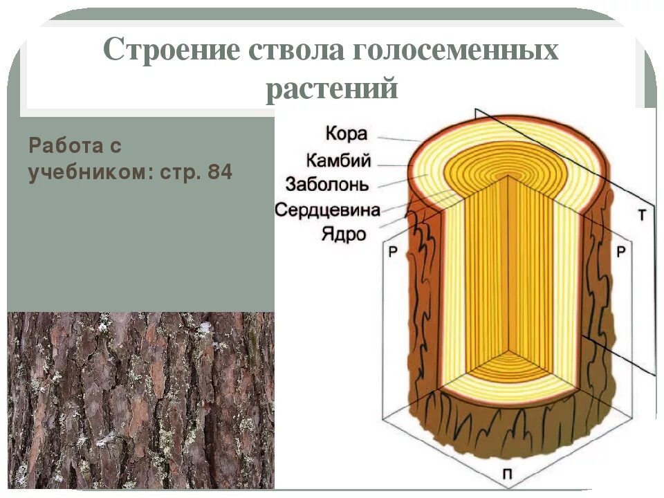 Виды ствола растений. Строение древесины голосеменных растений. Строение ствола голосеменных. Строение ствола дерева голосеменных. Строение ствола голосеменных растений.