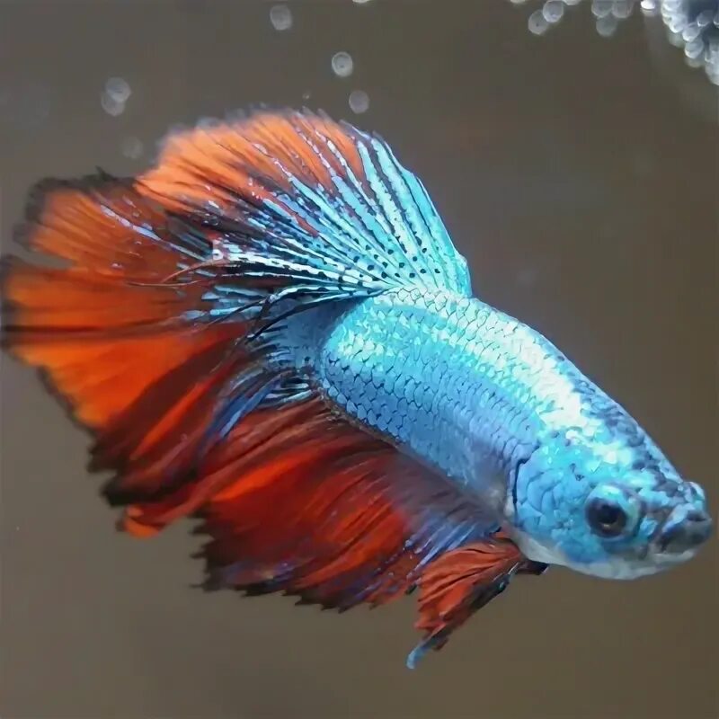 Viva группа вокальная. Вокзальная группа вива. Солисты группы viva. Вива пет. Вива пет.