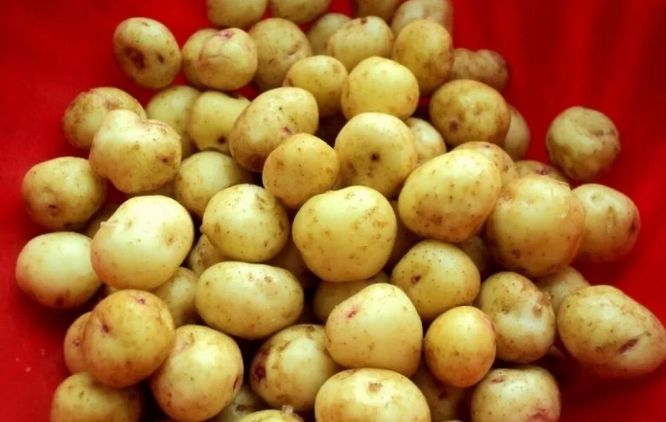 Картофель голландский. Картофель бейби. Беби потейто. Картофель ранний. Картошка.