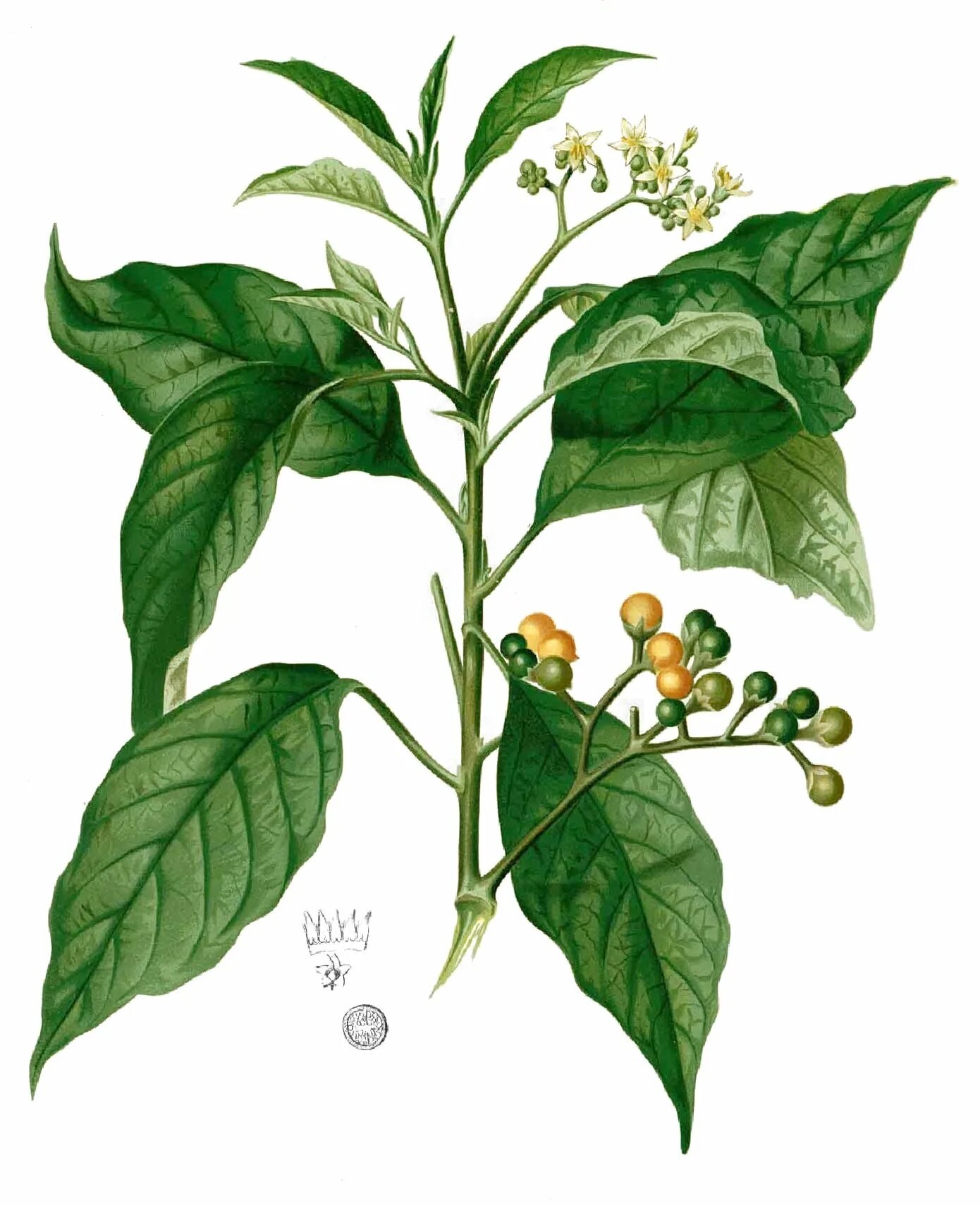 Паслен черный род. Паслен линейнолистный. Паслен Каролинский. Паслен Каролинский (Solanum carolinense). Паслен сорняк.