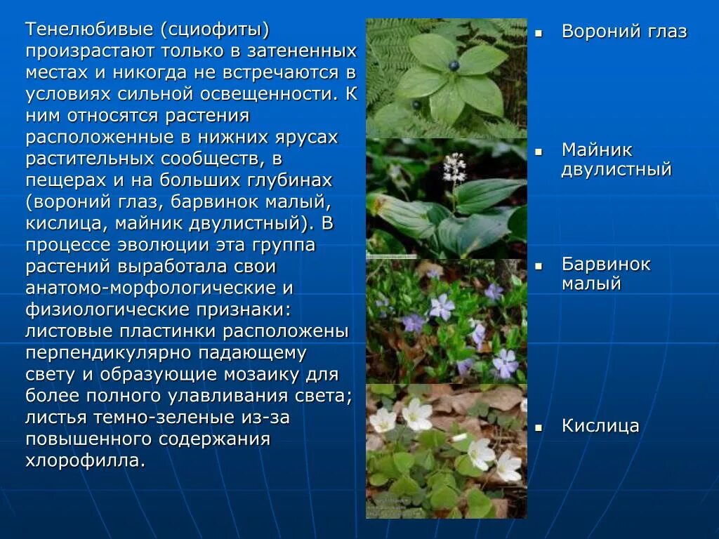 Тенелюбивые растения (сциофиты). Теневыносливые и тенелюбивые растения разница. Светолюбивые тенелюбивые теневыносливые растения. Светолюбивые теневыносливые. Свето любивые и темно любивые растения.