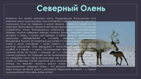 Текст северное