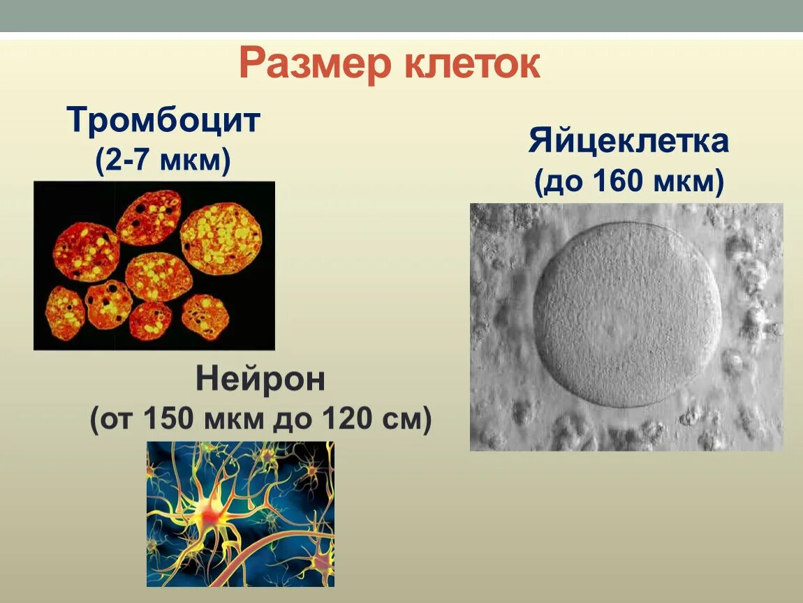 Размеры клеток. Размер клетки человека. Размер человеческой клетки. Размеры разных клеток. Максимальный размер клетки