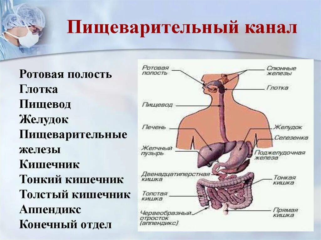 Органы пищевод человека