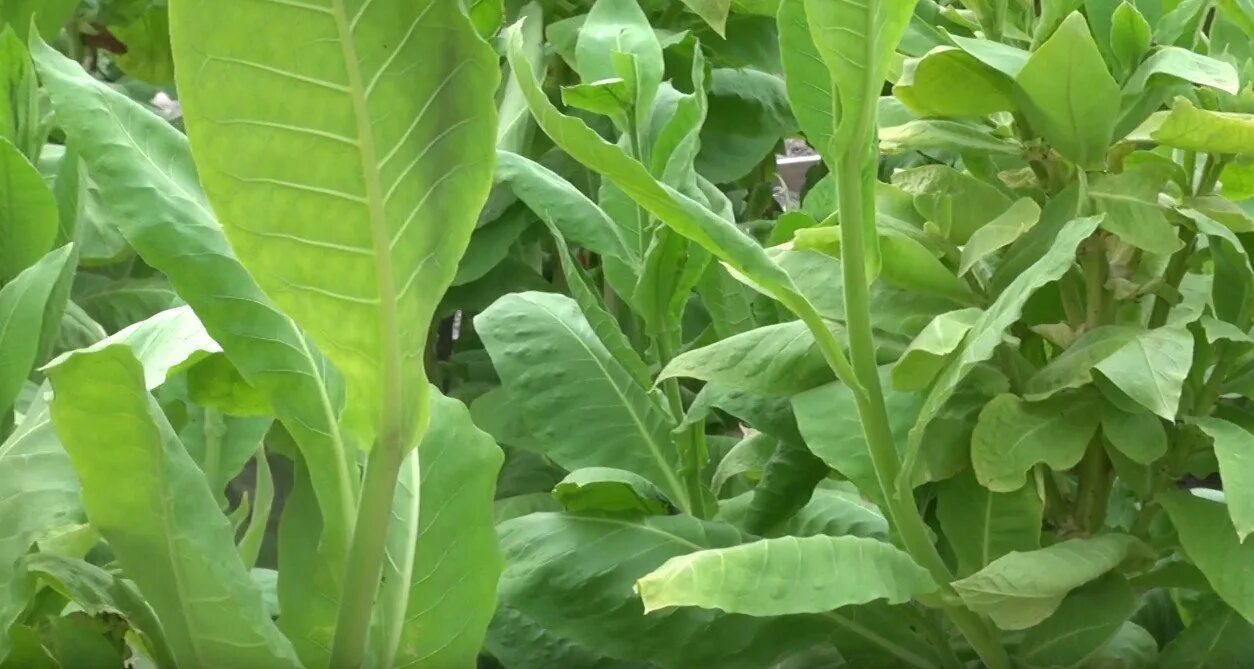 Никотиана сорт табака. Неферментированный табачное сырье. Табак вирджиния рассада. Табак гавана растение. Табак на развес 100 грамм.