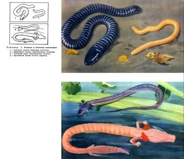 Gerobatrachus является сестринским таксоном для отряда безногие